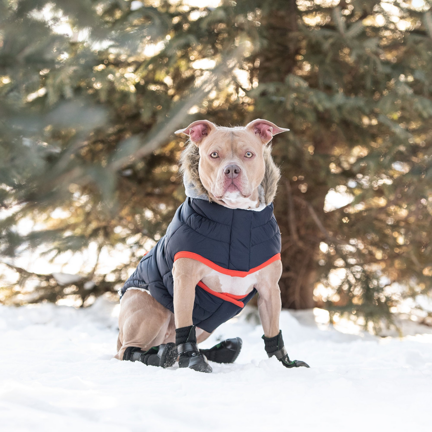 Winter Sailor Parka for Dogs- Navy