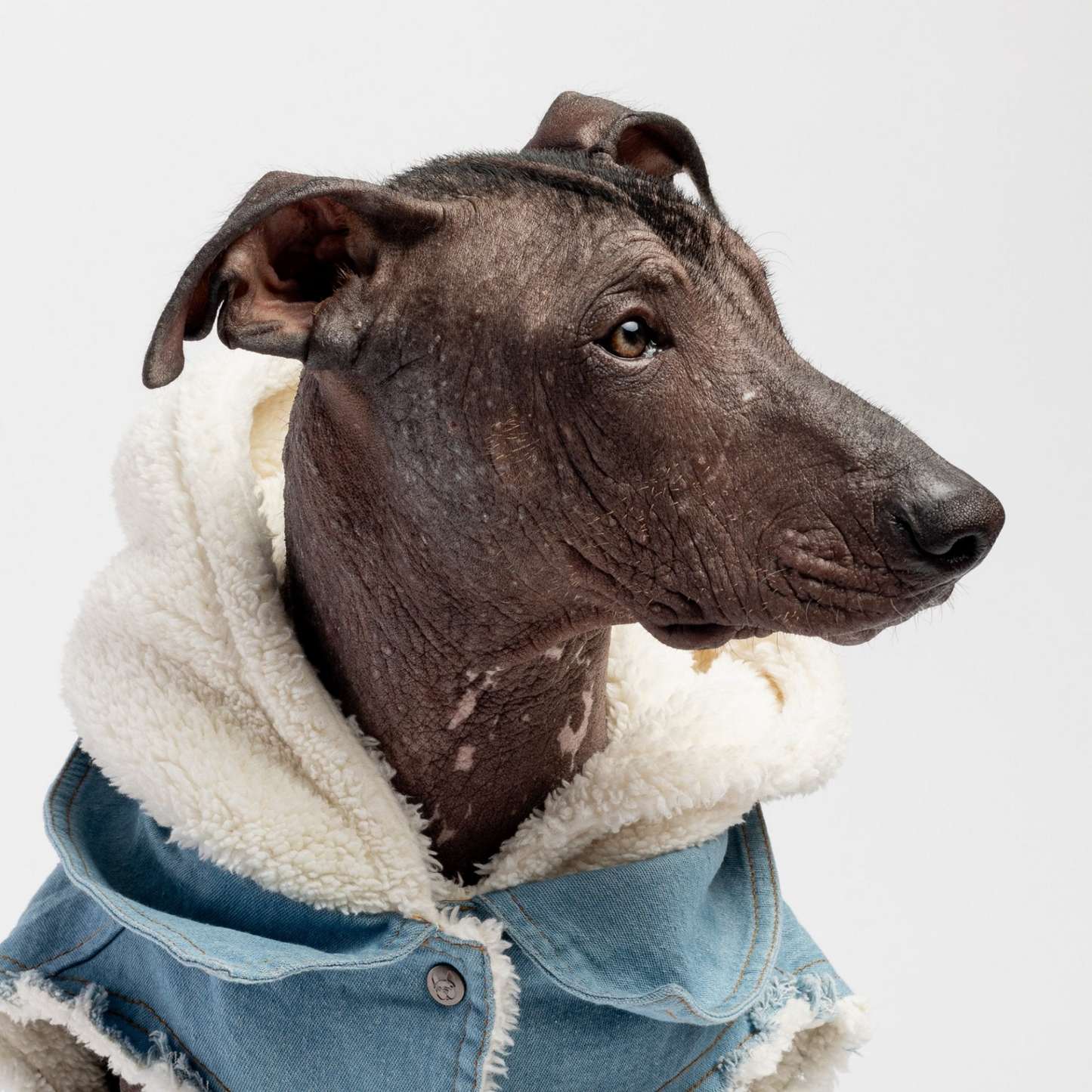 Justin - Denim Jacket for Dogs