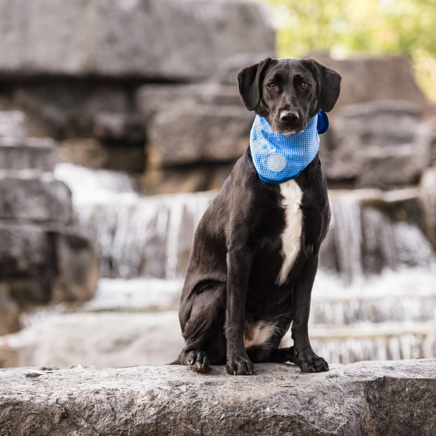 ICE BAND - Dog Cooling Bandana - Blue